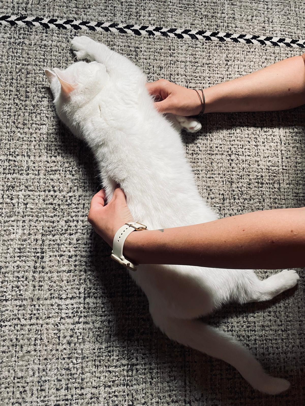 Weiße Katze bei der physiotherapeutischen Behandlung