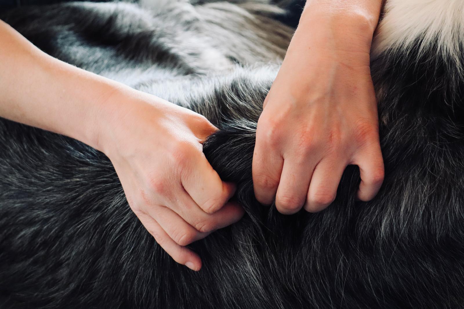 Hände massieren das Fell eines Hundes