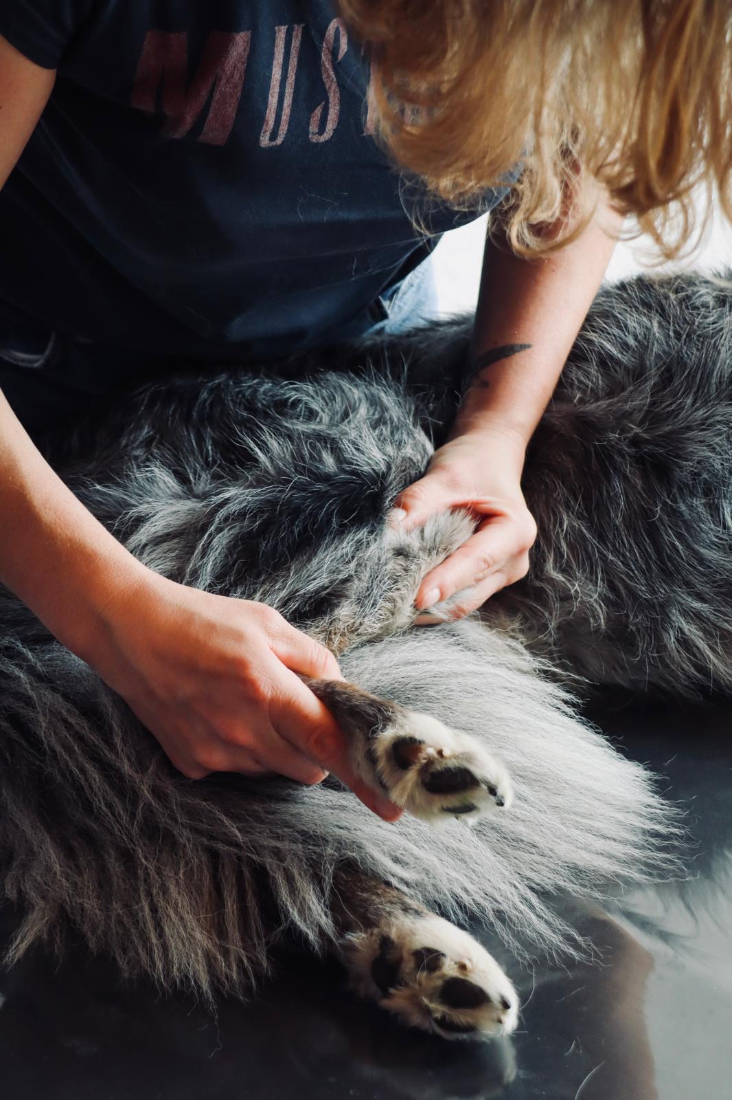 Pfoten- und Beinbehandlung beim Hund – manuelle Therapie