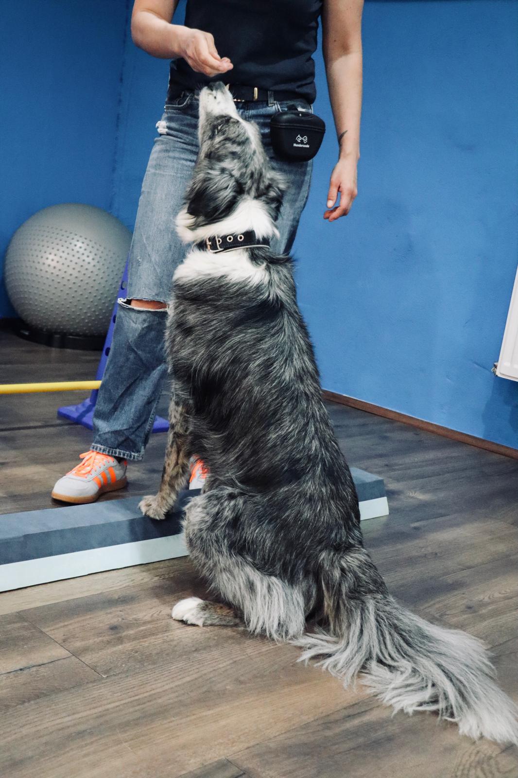 Hund führt eine Übung im Rahmen der Rehabilitation durch