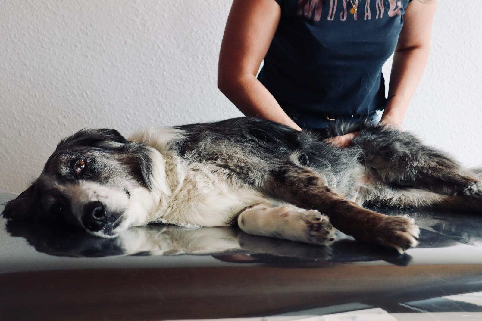 Großer Hund liegt entspannt bei der Physiotherapie-Behandlung